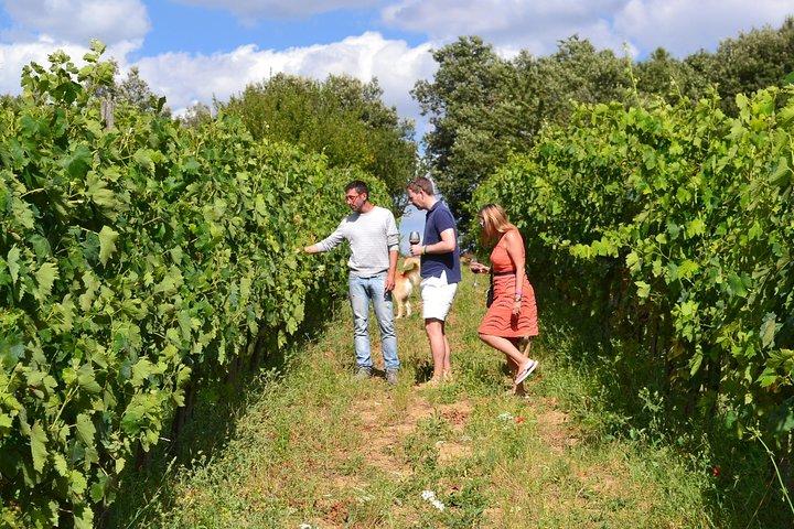 Small-Group Brunello Wine Tour of Montalcino from Florence