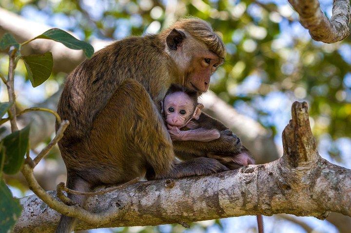 Wilpattu National Park Private Full Day Tour From Colombo
