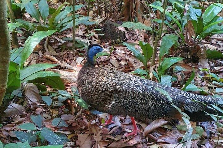 TOUR PACKAGE (jungle trekking, taxi, Room) 4 DAYS 3 NIGHTS in BUKIT LAWANG