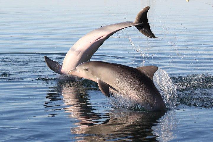 Dolphin Sanctuary Kayak Tour Adelaide