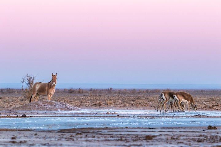 1 Day Khustai National Park Tour- Wild Horse (Takhi)