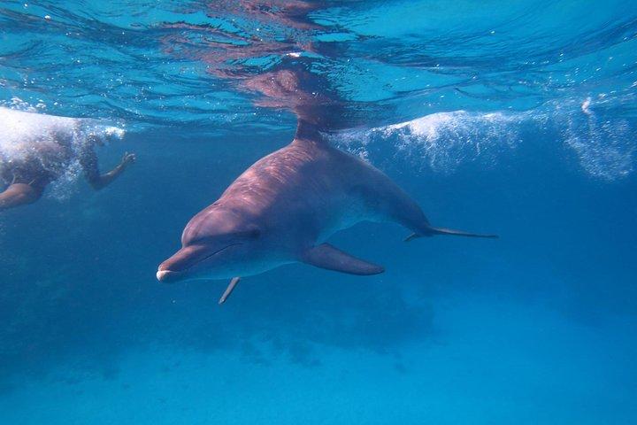 Overnight Snorkeling Trip At Satayh Dolphin Reef From Marsa alam