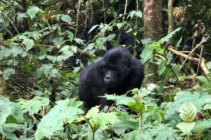 4 Day Gorillas, Wildlife and Chimpanzee Trek at Kibale