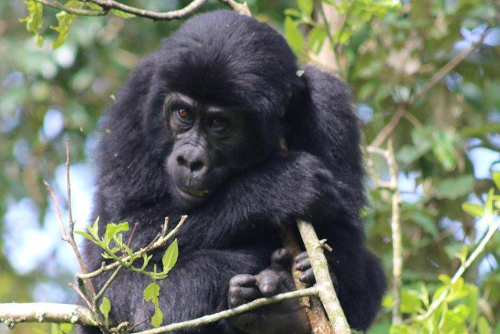 6 Day Gorillas, Golden Monkeys and Chimp Trek at Kibale