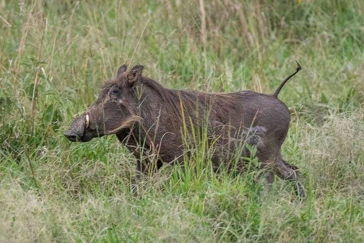 6 Day Gorillas, Golden Monkeys and Chimp Trek at Kibale
