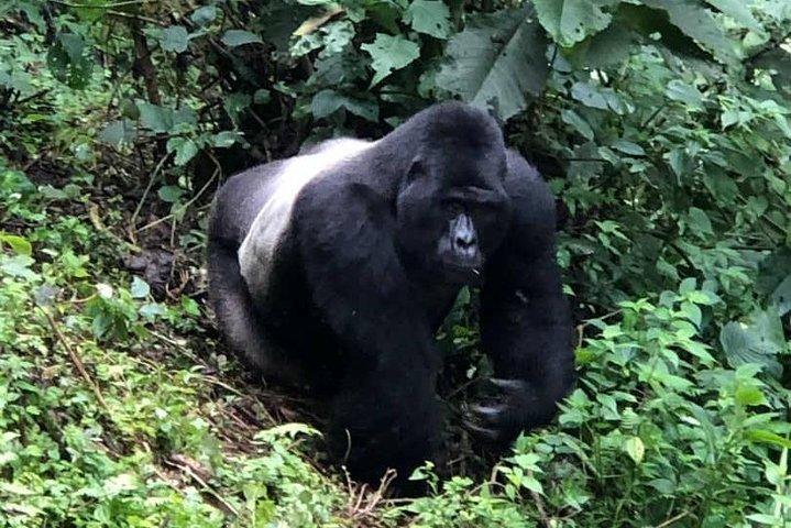 6 Day Gorillas, Golden Monkeys and Chimp Trek at Kibale