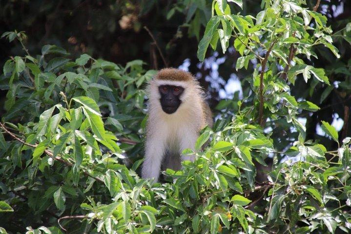 6 Day Gorillas, Golden Monkeys and Chimp Trek at Kibale
