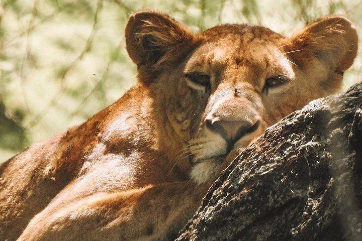 Ngorongoro Day tour with Maasai experiences