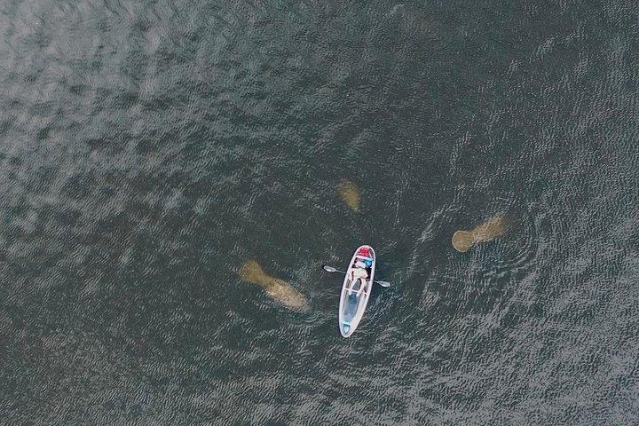 Manatee Season Clear Kayak Tour of Tarpon Springs