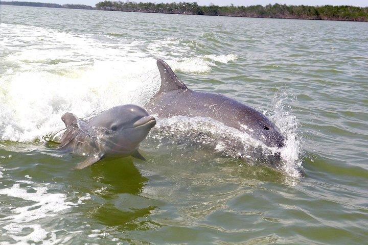 Small Group Motorboat Eco Tour of the Everglades