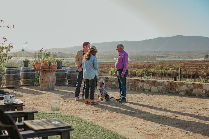 Xecue Wine Tasting in the Guadalupe Valley