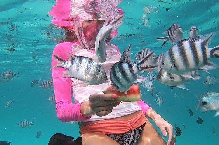 Experience the Magic of Mnemba: Half-Day Dolphin & Snorkeling