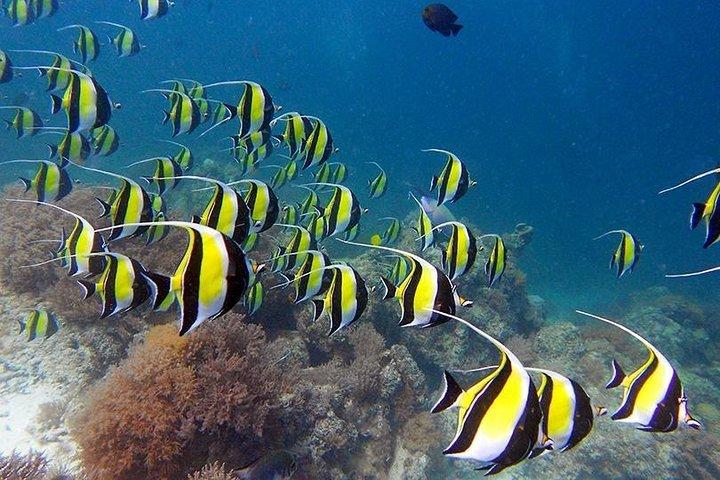 Experience the Magic of Mnemba: Half-Day Dolphin & Snorkeling