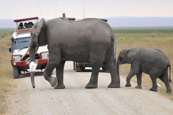 2 Days Amboseli Getaway Trip