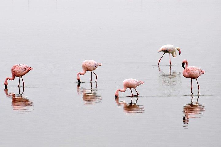 2 Days Amboseli Getaway Trip