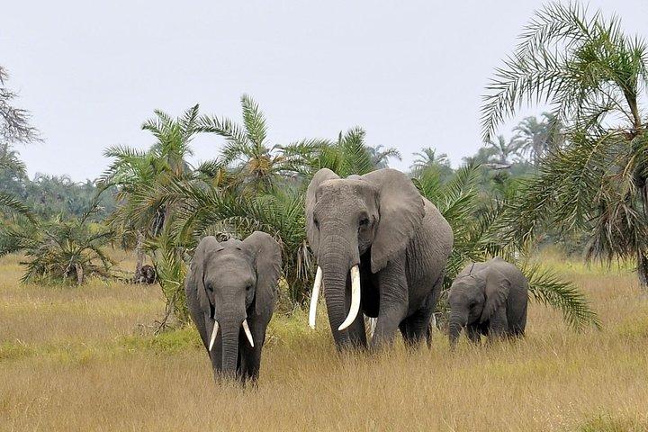 2 Days Amboseli Getaway Trip