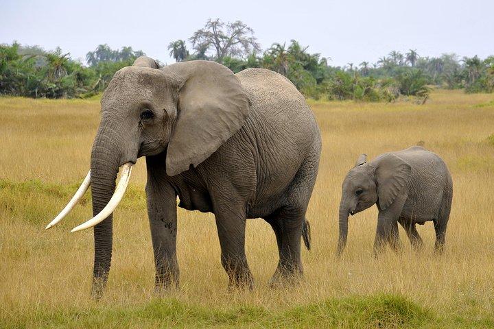 2 Days Amboseli Getaway Trip