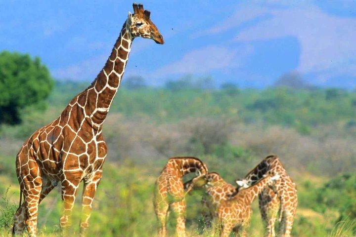 4 Days Samburu and Meru National reserve