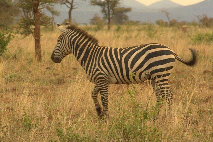 3 Days Meru National Park