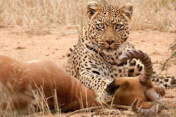 Safari Excelente y Safari lujos Tanzania