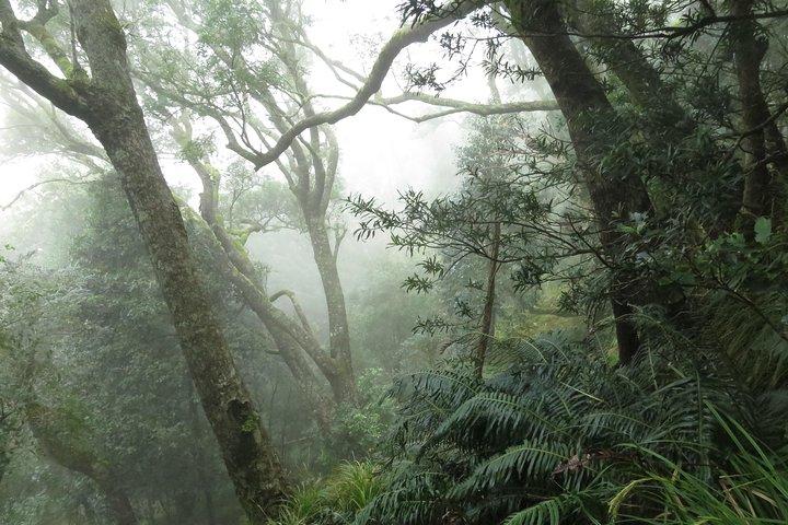 Skeleton Gorge to Table Mountain summit
