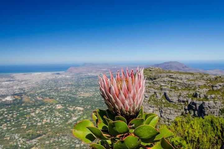 Skeleton Gorge to Table Mountain summit