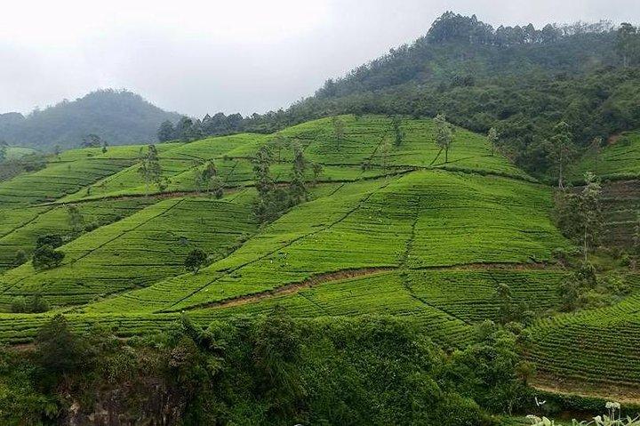 4N/5D Sigiriya + Kandy + Nuwaraeliya Trip From Colombo