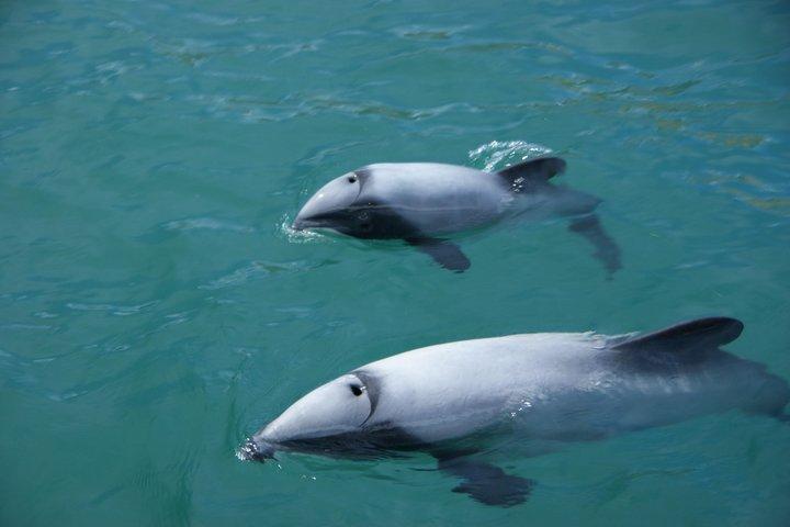 Sailing and Wildlife Tour Akaroa Fox II Sailing