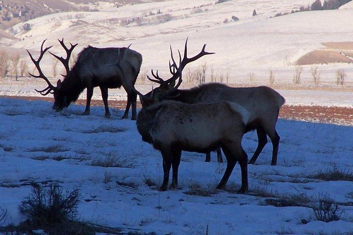 1 Day Khustai National Park Tour- Wild Horse (Takhi)