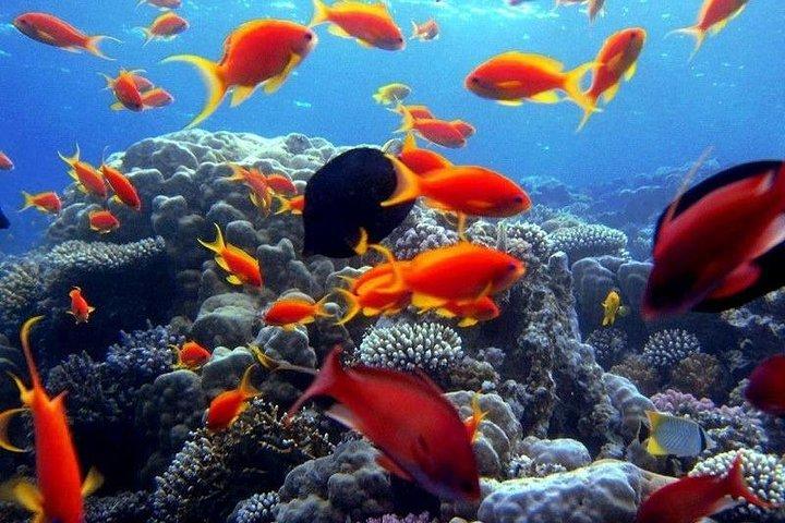 Red Sea Hurghada and Snorkeling Tour