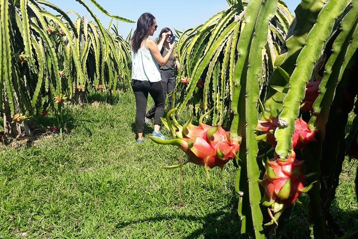 2 Days Motorbike Tour From Mui Ne To Da Lat Or Vice Versa