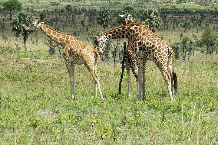 20 Days Combined East African Adventure Safari