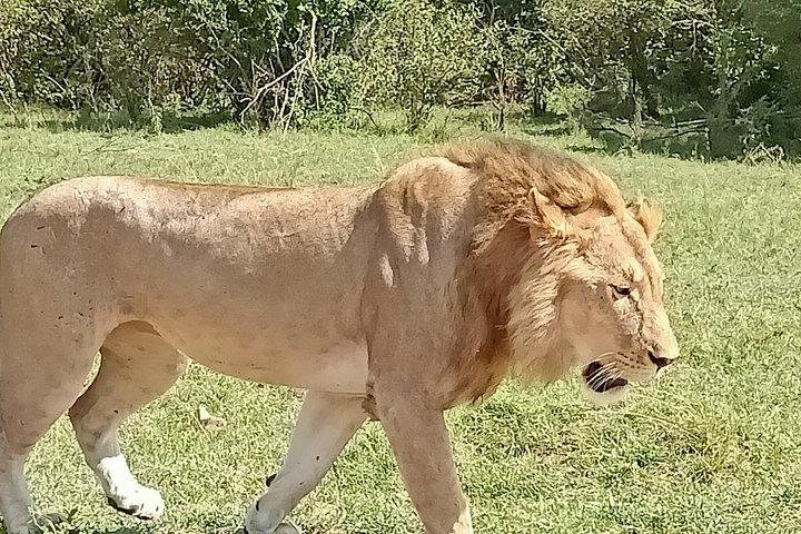 Wildlife safari & Conservation Projects