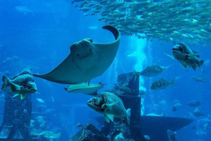 Burj Khalifa(Silver), Dubai Aquarium, UWZ & Penguin Cove Ticket