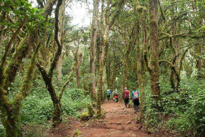 1 Day Kilimanjaro Climb via Machame Route