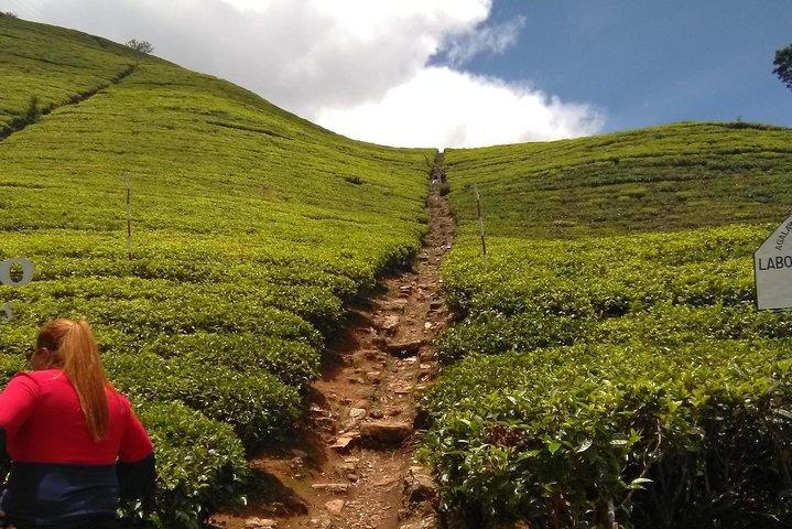 Private all inclusive Day tour Kandy, Pinnawala, & your own selected attractions