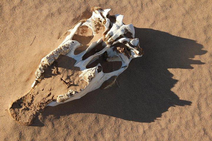 10 Days Gobi Desert and Central Mongolia Highlights Tour