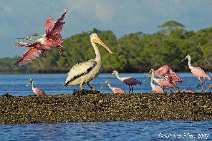 Two-Hour Everglades Dolphin, Manatee and Birding Boat Tour