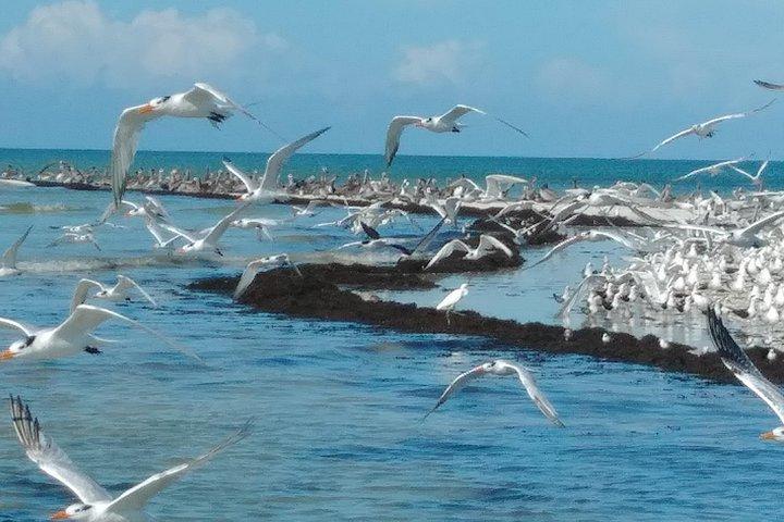 Two-Hour Everglades Dolphin, Manatee and Birding Boat Tour