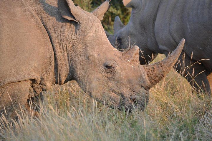 African Safari in Pilanesberg National Park - 1 day adventure