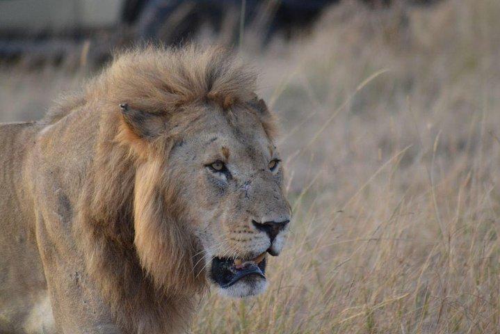 7 Days Special Kenya safari