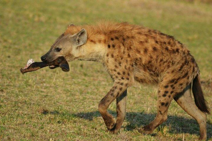 3 Days Amboseli National Park