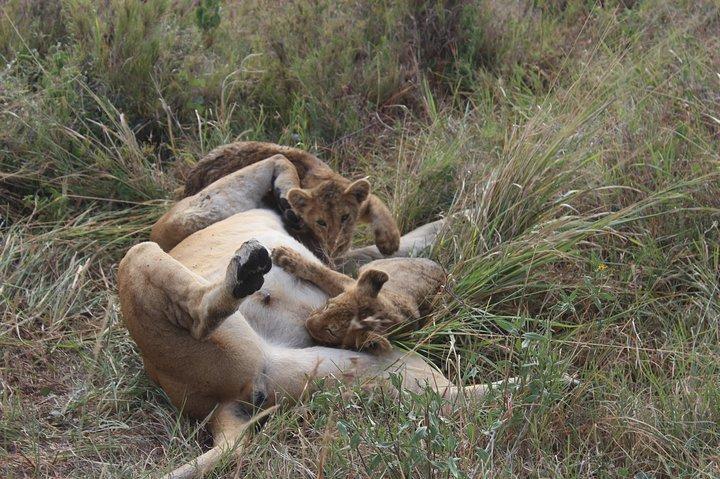 Tarangire -Serengeti & Ngorongoro Crater Budget camping safari