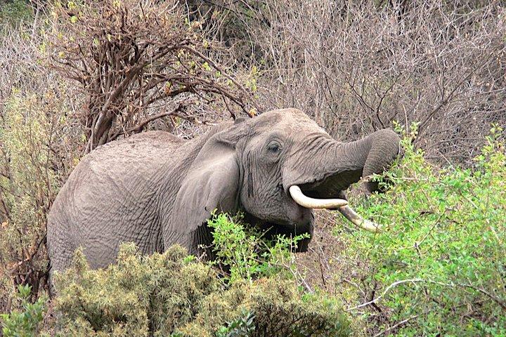 Tarangire -Serengeti & Ngorongoro Crater Budget camping safari