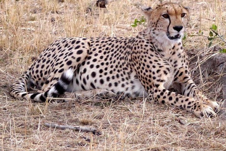 Tarangire -Serengeti & Ngorongoro Crater Budget camping safari