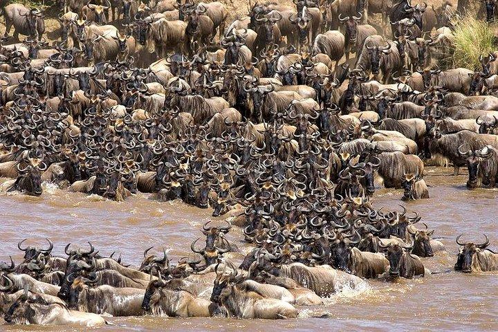 Tarangire -Serengeti & Ngorongoro Crater Budget camping safari