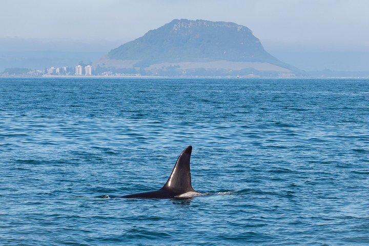 Wild Dolphin Encounter in Tauranga