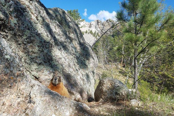 PREMIER PRIVATE Tour: Mt Rushmore, CrazyHorse & Custer State Park