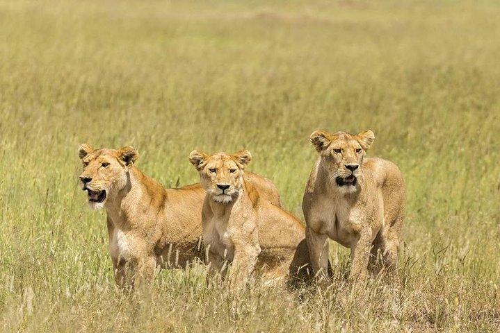 5 Day: Spectacular View of Ngorongoro Crater