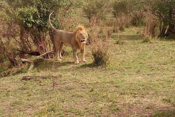 3 day maasai mara budget Camping Group safari